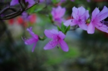Lilac Flower Photo copyright Rebecca Lau
