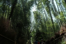 Bamboo Forest Photo copyright Rebecca Lau