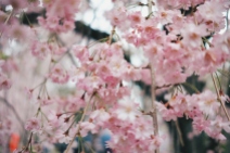 Cherry Blossom Photo copyright Rebecca Lau