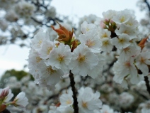 White Cherry Blossom Photo copyright Rebecca Lau